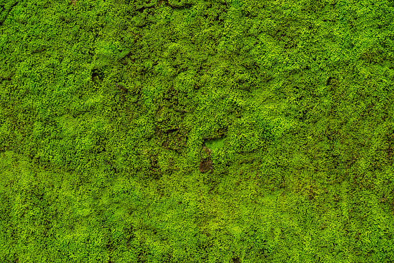 墙,苔藓,叶子,背景,自然,水平画幅,纹理效果,绿色,无人,湿