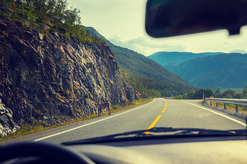 汽车,山路,从在汽车上的角度拍摄,玛姬罗雅岛,机动车背后视角,挪威,德国高速公路,司机,鹿,汽车视镜
