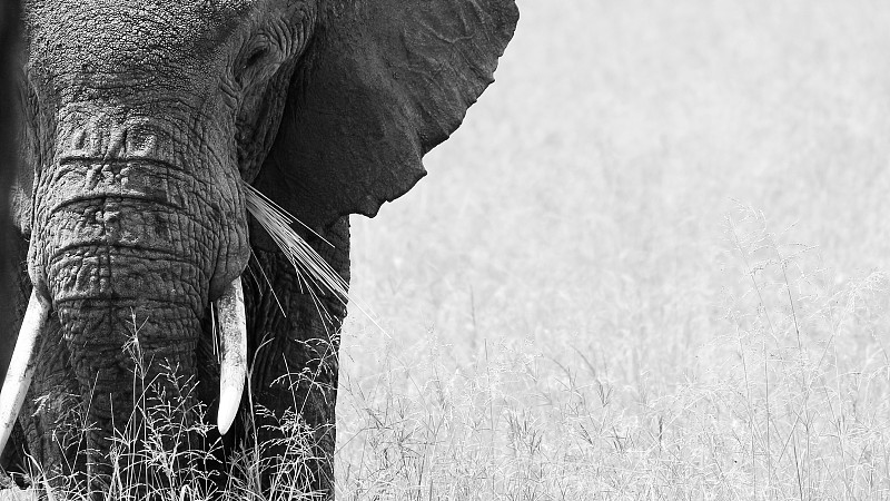非洲象,坦桑尼亚,长牙,动物耳朵,白色,黑色,象,宏伟,黑白图片,野生动物
