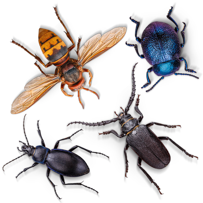 昆虫,白色,甲虫,黄蜂,自然,野生动物,蓝色,白色背景,动物身体部位,野外动物