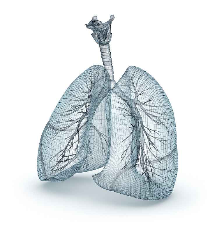 人类肺脏,绘画插图,三维图形,人,模型,电话线,细支气管,支气管,呼吸机,呼吸系统
