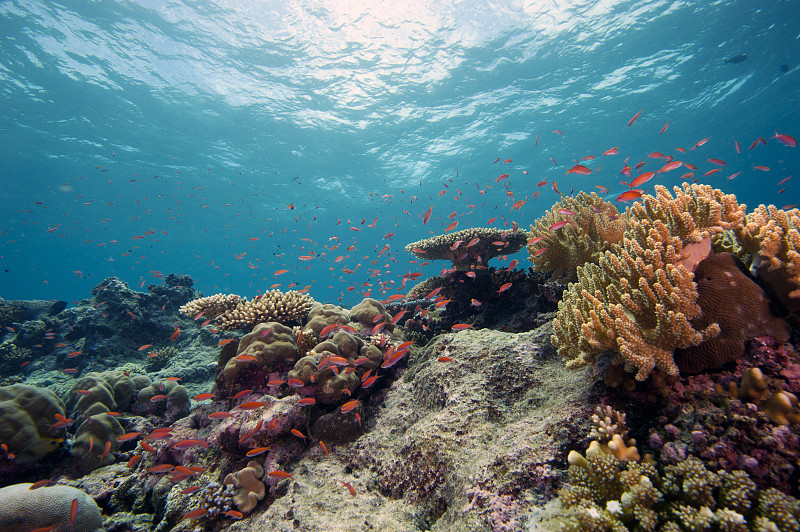 礁石,鸡尾酒,健康生活方式,国家地理协会,全球变暖,水肺潜水,自然,气候,水平画幅,珊瑚