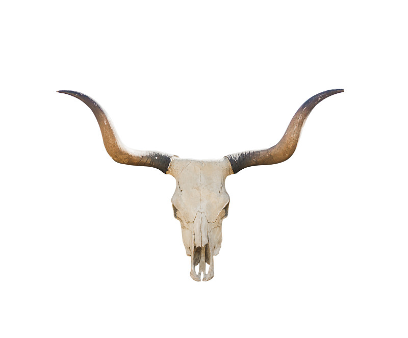 颅骨,水牛,白色,猎笛,公牛,牛,美国西部,动物骨骼,母牛,动物骨
