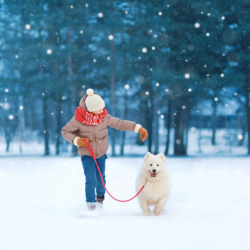 萨摩耶犬,雪,狗,冬天,慢跑,白色,少男,宠物,家庭,嬉戏的