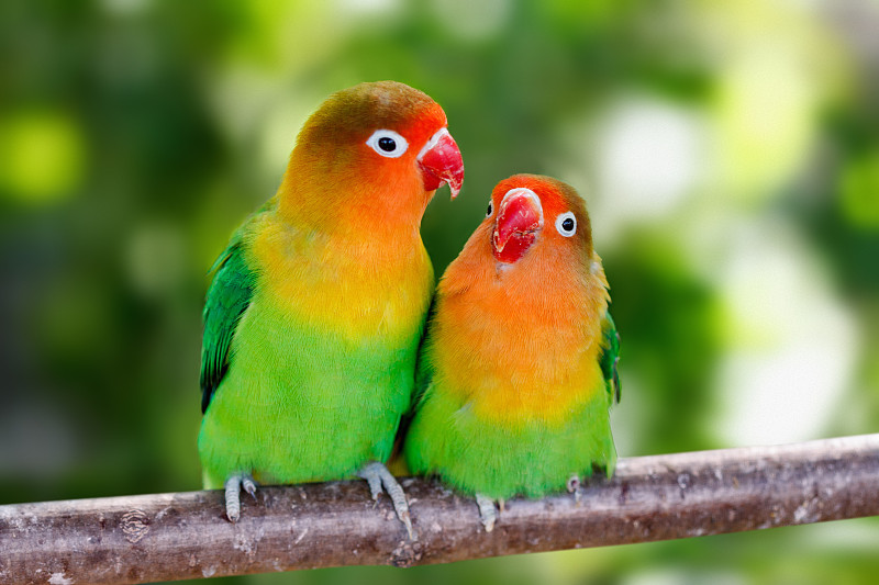 鹦鹉,爱情鸟,黄绿色,鸟类,多色的,双亲家庭,面具,喙,小的,热带气候
