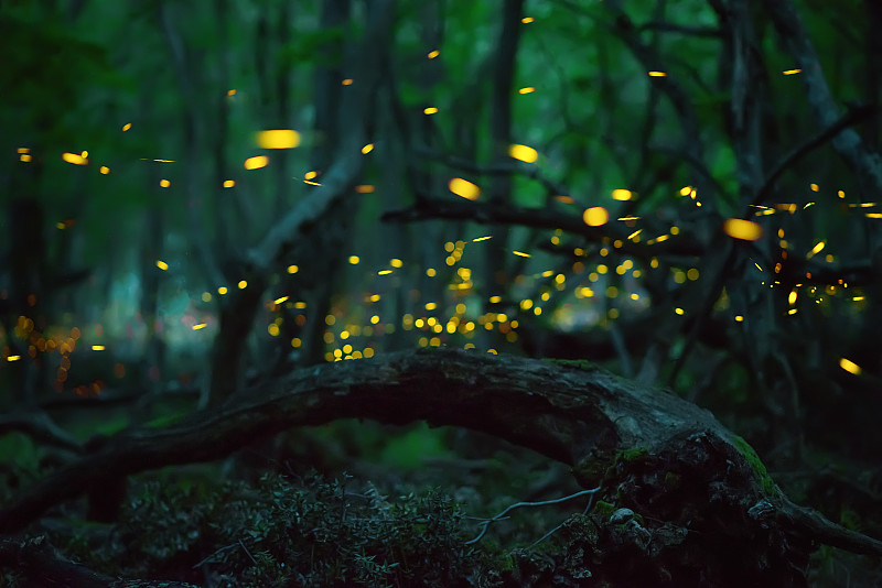 萤火虫,仙女,森林,夏天,童话故事,夜晚,幻想,暗色,水平画幅