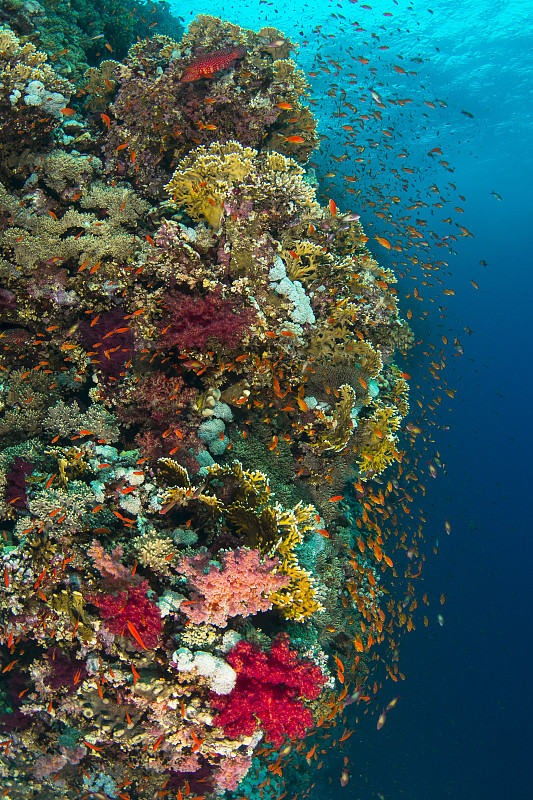 礁石,火,垂直画幅,水肺潜水,无人,火珊瑚,水下,埃及,野外动物,北非