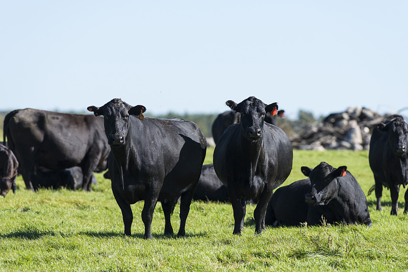 黑安格斯牛,水平画幅,家畜,无人,阿伯丁安格斯牛,小牛,户外,母牛,明尼苏达,黑色