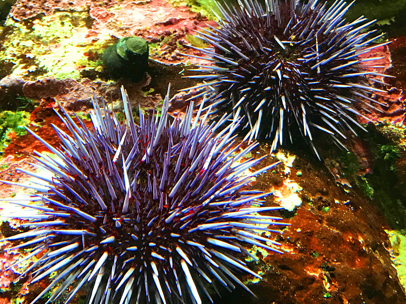 海胆,在下面,水,美,水平画幅,尖的,green,sea,urchin,美人,巨大的,水下