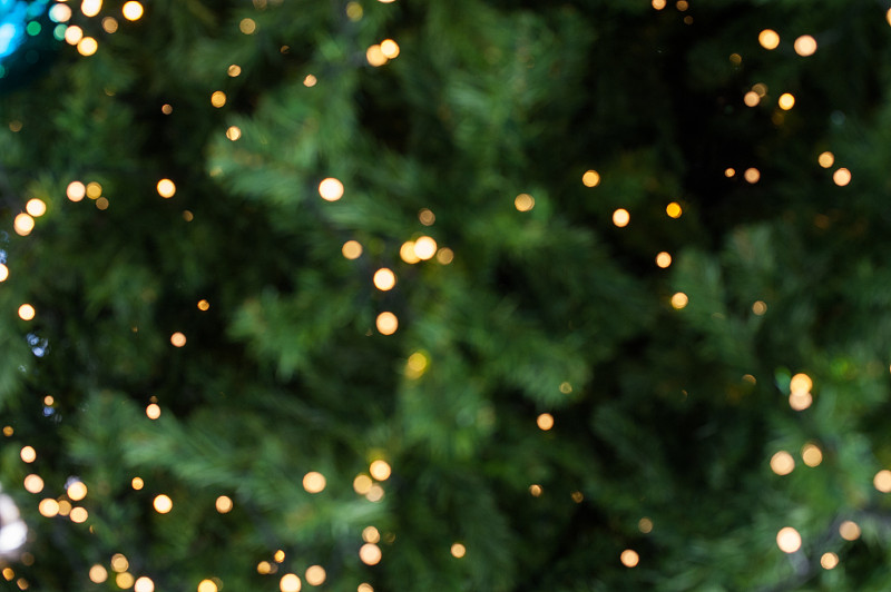 圣诞树,背景虚化,灯开关,松木,杉树,松树,枝,常绿树,节日,绿色