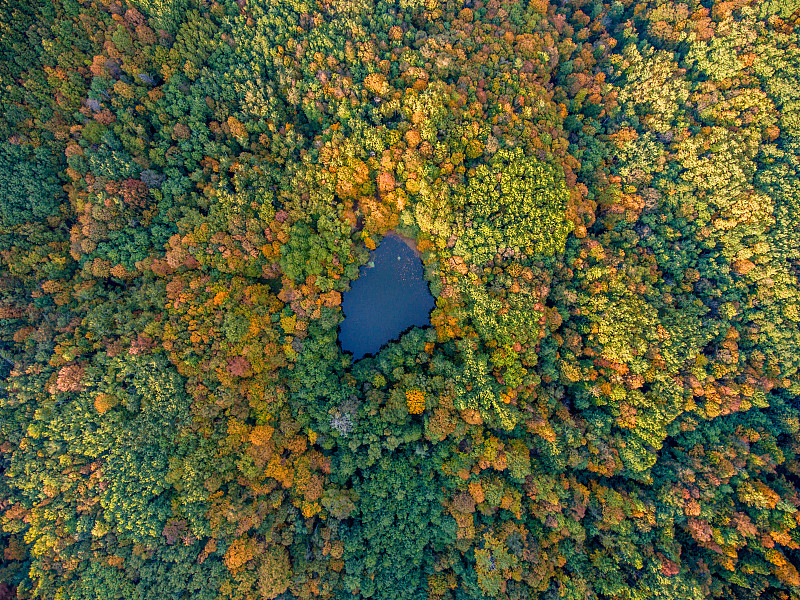 航拍视角,湖,森林,秋天,看风景,地形,在上面,整体情况,池塘,主观视角