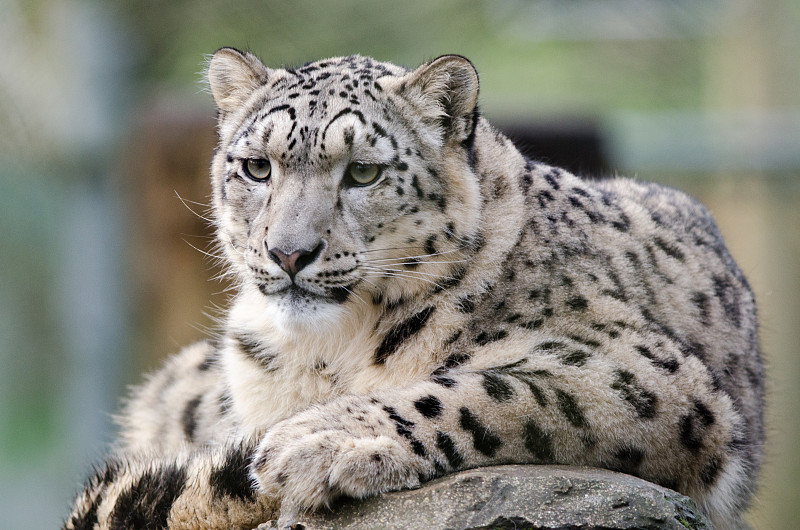 雪豹,哺乳纲,看,水平画幅,无人,大型猫科动物,动物,2014年,美洲豹,濒危物种