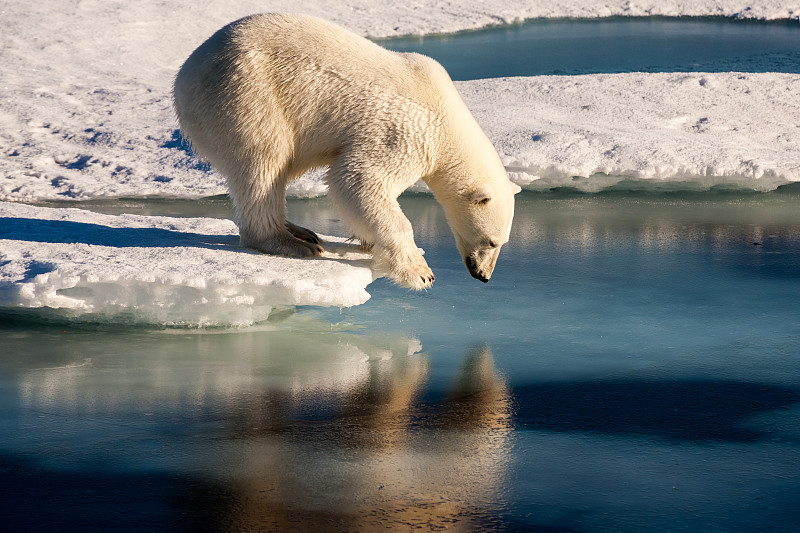 北极熊,海洋,水,水平画幅,雪,智慧,野外动物,户外,熊,哺乳纲