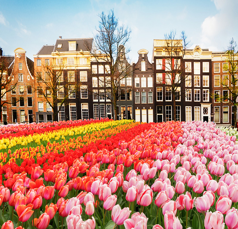 荷兰,房屋,阿姆斯特丹,郁金香,运河,白昼,都市风景,风景,外立面,水平画幅
