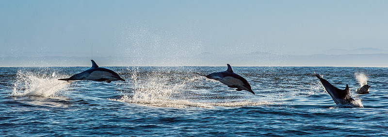 海豚,海洋,水,水平画幅,进行中,大西洋,野外动物,背鳍,水栖哺乳动物,动物鳍