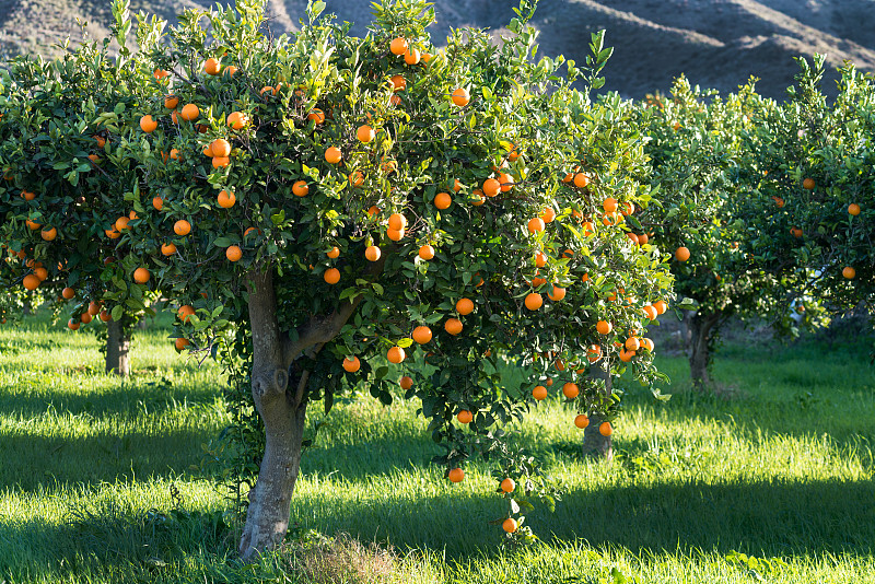 橙子,充满的,草地,水平画幅,水果,无人,欧洲,户外,熟的,桔树