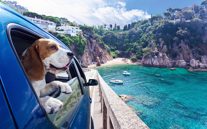 狗,可爱的,海洋,汽车,旅游目的地,天空,水平画幅,透过窗户往外看,陆用车,动物身体部位