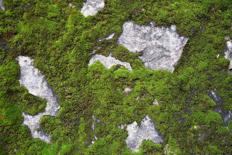 苔藓,围墙,绿色,自然,留白,式样,水平画幅,纹理效果,岩石,墙