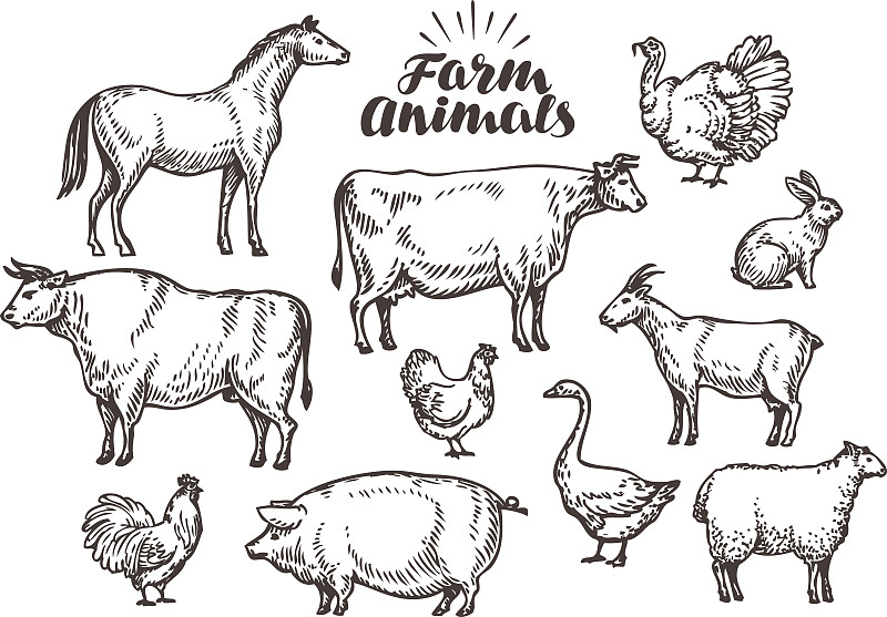 农场,母牛,公牛,马,矢量,动物主题,接力赛,草图,农业,食品