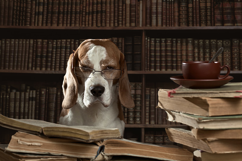 书,狗,古典式,智慧,知识,图书馆,比格犬,幽默,宠物,文学