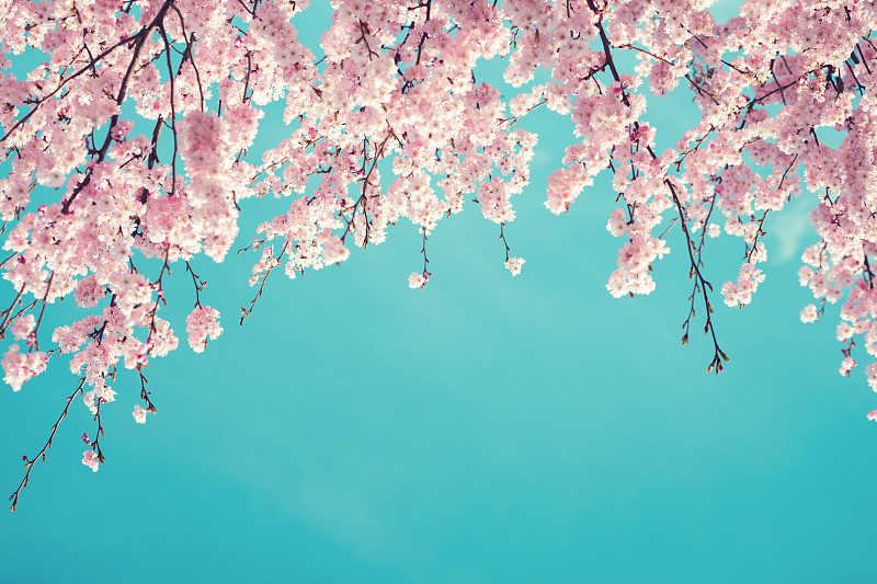 樱桃树,春天,樱花,柔和色,枝,粉色,在下面,天空,留白,里山