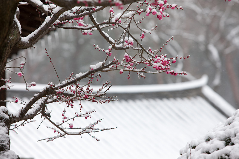 梅花,自然,水平画幅,地形,雪,无人,户外,特写,花蕾,春天