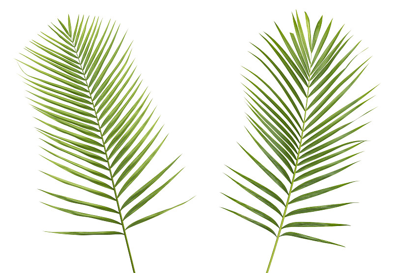 棕榈叶,白色背景,两个物体,背景分离,分离着色,热带的花,热带树,嫩枝,植物茎,棕榈树