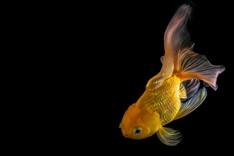 金鱼,黑色背景,分离着色,玻璃鱼缸,自然,水平画幅,可爱的,无人,水下,图像