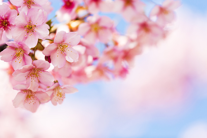樱花,日光,粉色,花朵,花瓣,日本,选择对焦,美,留白,里山