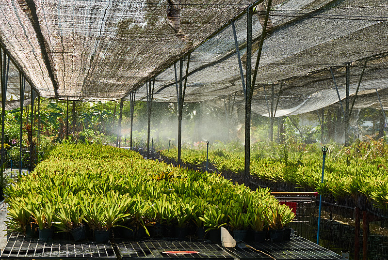 温室,植物群,植物苗圃,水,水平画幅,无人,农业机器,湿,户外,泰国