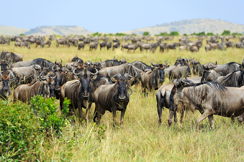 非洲大羚,非洲,动物迁徙,肯尼亚,公园,水平画幅,无人,食草动物,户外,草