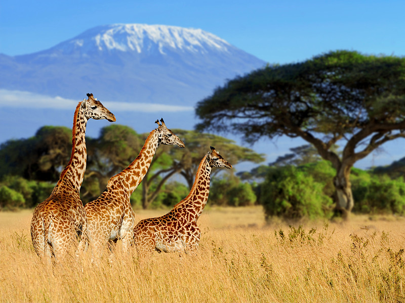 乞力马扎罗山,长颈鹿,山,三只动物,背景,鹿豹座流星雨,肯尼亚,非洲,有角的,动物