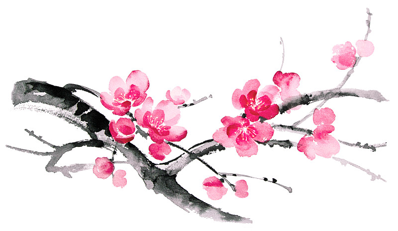 墨水,绘画插图,樱之花,烟灰墨,亚洲樱桃树,水墨画,樱花,枝,花朵,水彩画颜料