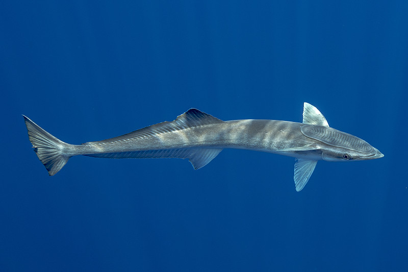 印鱼,印度洋,斯里兰卡,寄生的,水平画幅,无人,英国,摄影