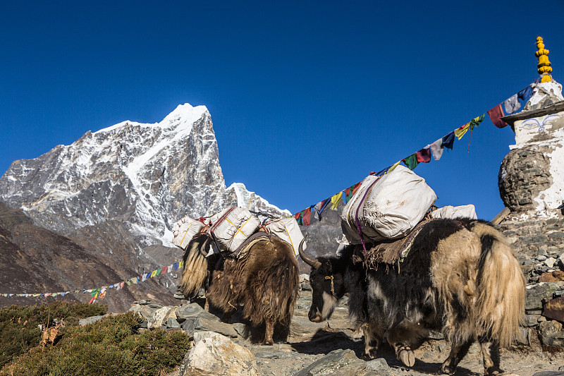 牦牛,尼泊尔,珠穆朗玛峰,大本营,设备用品,通勤者,在上面,坤布,珠峰大本营,经幡