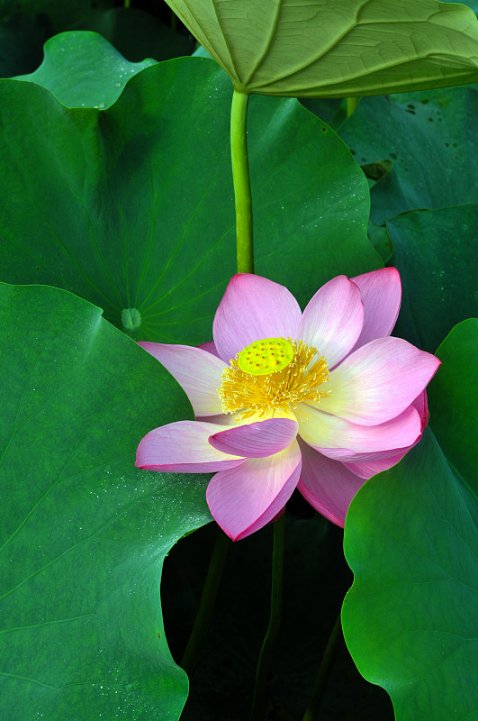 荷花,花朵,垂直画幅,水,睡莲,无人,夏天,户外,特写,仅一朵花