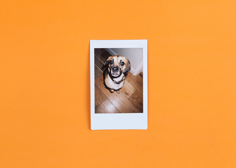 可爱的,狗,橙色背景,空白的,拍摄场景,边框,水平画幅,即时成像,无人