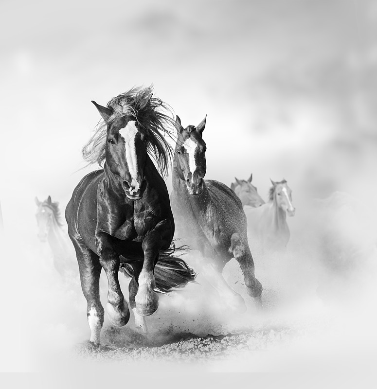 马,黑白图片,野生植物,墨西哥野马,野生动物,兽群,淡褐色,草原,单色调,尘暴