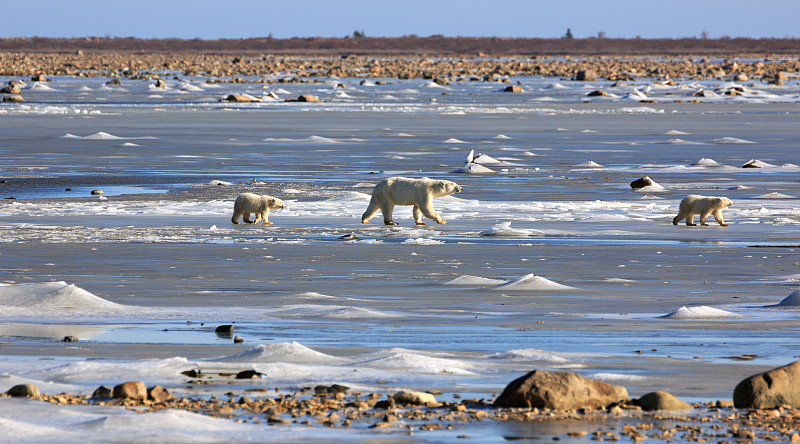 北极熊,家庭,水,水平画幅,马尼托巴湖,海岸地形,户外,丘吉尔镇,熊,白色