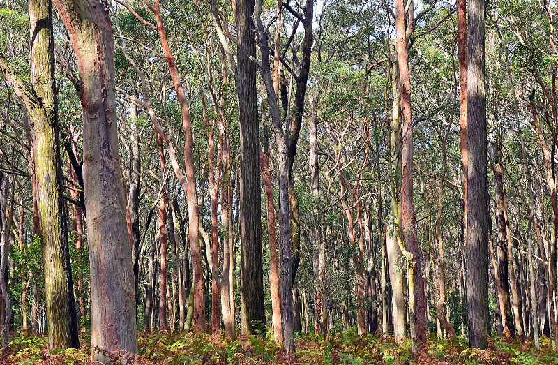 森林,红木,背景,自然,新南威尔士,水平画幅,地形,林区,无人,桉树