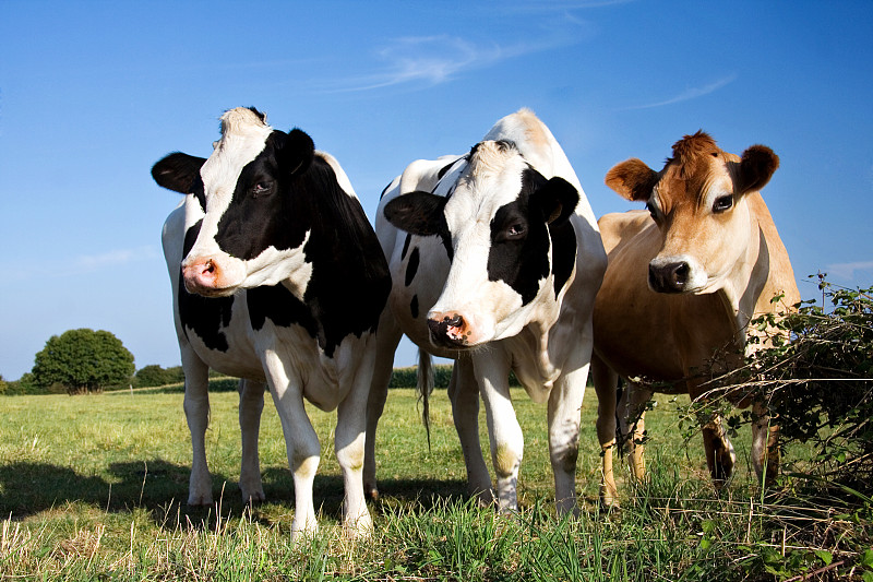 乳牛,三个物体,天空,动物身体部位,夏天,草,哺乳纲,白色,乳牛场,牛