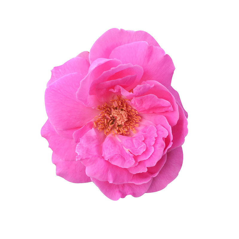 大马士革玫瑰,粉色,自然,美,无人,白色背景,玫瑰,背景分离,方形画幅,泰国