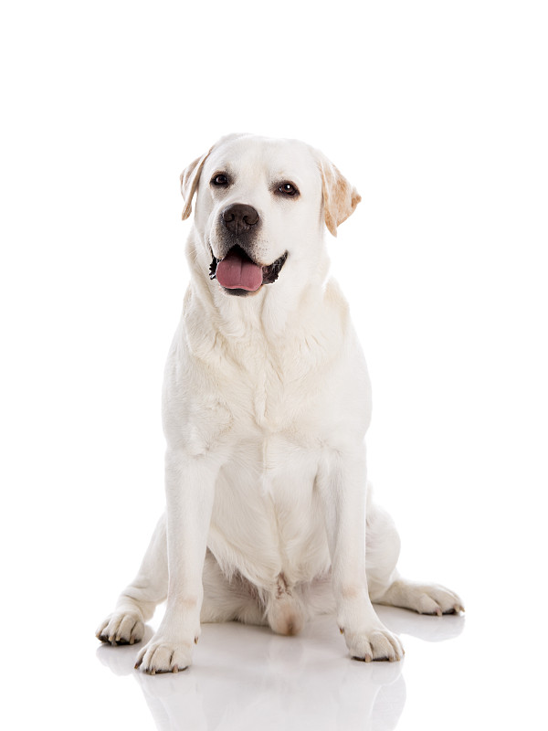 狗,拉布拉多犬,坐在地上,垂直画幅,正面视角,留白,寻回犬,注视镜头,工作室,葡萄牙