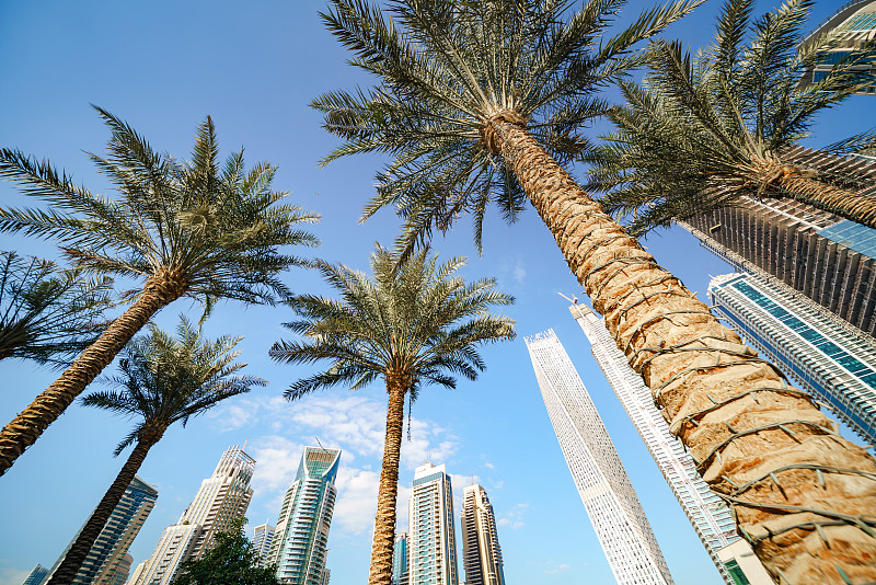 城市天际线,迪拜码头,2020迪拜世博会,迪拜,天空,能源,夏天,起重机,棕榈树,都市风景