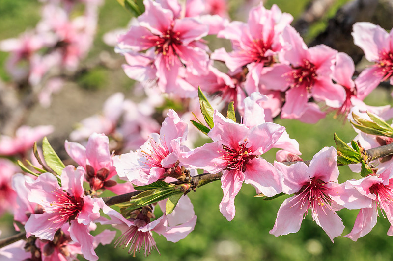 春天,桃花,叶表皮,桃树,果园,脆弱,桃,花蕾,充满的,彩色背景