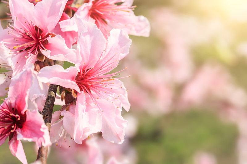 春天,桃花,叶表皮,桃树,天空,芳香的,枝繁叶茂,夏天,明亮,充满的