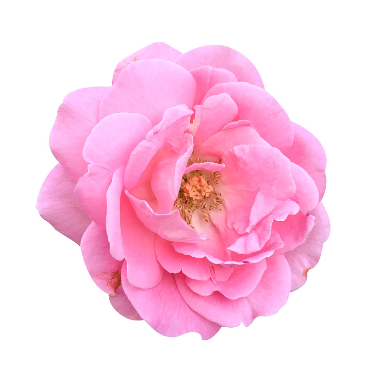 粉色,大马士革玫瑰,自然,玫瑰,白色背景,背景分离,垂直画幅,泰国,图像,花朵