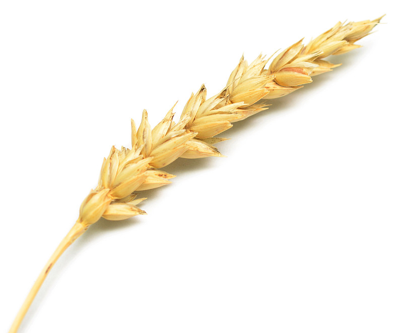 小麦,尖的,外壳,薄饼,水平画幅,特写,哈萨克斯坦,稻草,农作物,白色