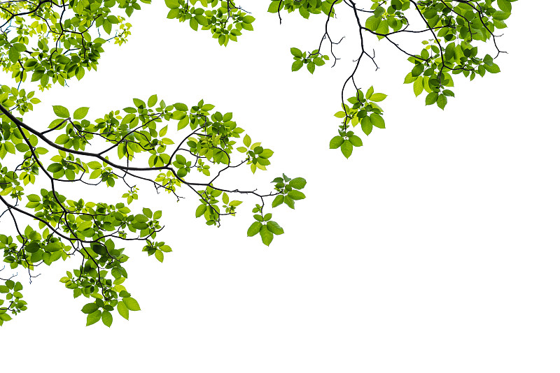 枝,白色背景,特写,分离着色,叶子,绿色,嫩枝,灌木,枝繁叶茂,半透明