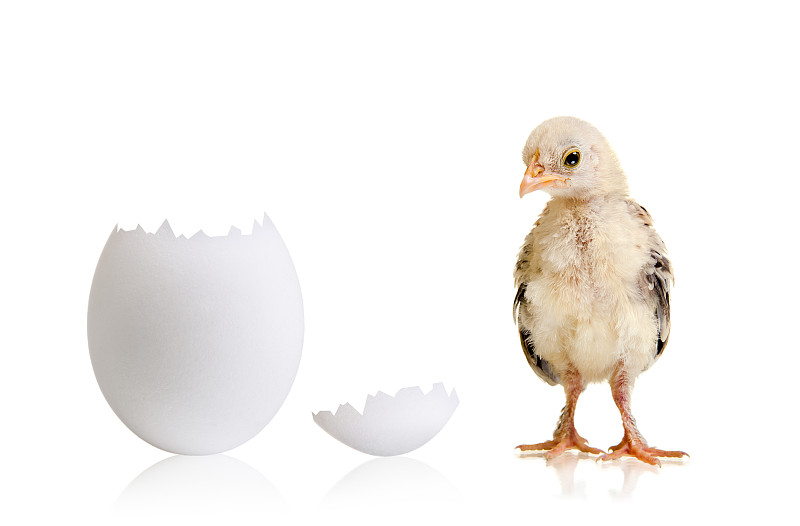 小鸟,小的,早产儿保育器,船体,卵,鸡蛋,破碎的,车背,蛋,外壳